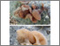 [thumbnail of auricularia_americana.pdf]