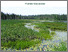 [thumbnail of Plantes_Barlow-Ojibway_4_Martineau_2025.pdf]