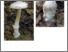 [thumbnail of amanita_albiceps_Y.L._nom._prov.pdf]
