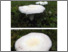 [thumbnail of agaricus_campestris_var._campestris.pdf]