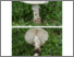 [thumbnail of amanita_muscaria_var._alba.pdf]