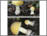 [thumbnail of amanita_muscaria_var._guessowii.pdf]
