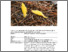 [thumbnail of Neolecta_irregularis.pdf]