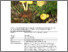 [thumbnail of Tricholomopsis_decora.pdf]