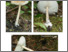 [thumbnail of amanita_sinicoflava.pdf]