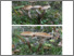 [thumbnail of armillaria_ostoyae_s.l.pdf]