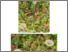 [thumbnail of arrhenia_sphagnicola.pdf]