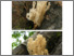 [thumbnail of artomyces_pyxidatus.pdf]
