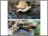 [thumbnail of bjerkandera_adusta.pdf]