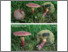 [thumbnail of boletellus_intermedius.pdf]