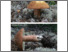 [thumbnail of Boletus_subcaerulescens.pdf]