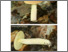 [thumbnail of boletus_subglabripes.pdf]