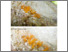 [thumbnail of Calocera_cornea.pdf]