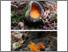 [thumbnail of caloscypha_fulgens.pdf]
