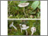 [thumbnail of Cantharellula_umbonata.pdf]