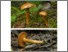 [thumbnail of Chalciporus_piperatus.pdf]