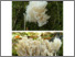[thumbnail of Clavulina_coralloides.pdf]