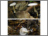 [thumbnail of Clitocybe_odora.pdf]
