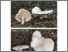 [thumbnail of Clitopilus_prunulus.pdf]