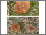 [thumbnail of Coltricia_perennis.pdf]