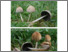 [thumbnail of Coprinellus_micaceus.pdf]