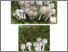 [thumbnail of Coprinopsis_atramentaria.pdf]