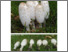 [thumbnail of Coprinus_comatus.pdf]