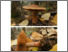 [thumbnail of Cortinarius_armillatus.pdf]